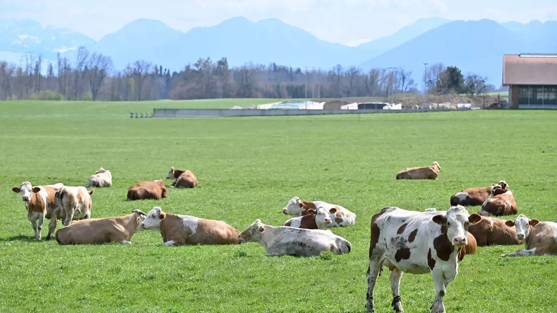 Auch auf Bayerns Weiden werden Rinder seltener. Das «Alpenfleckvieh» - so der offizielle Name - ist ein sogenanntes Doppelnutzungsrind, das sowohl für Fleisch- als auch Milchproduktion gezüchtet wird. Die in Norddeutschland üblichen schwarz-bunten Holsteinrinder hingegen sind Milchkühe. (Symbolbild) - Bild: Uwe Lein/dpa