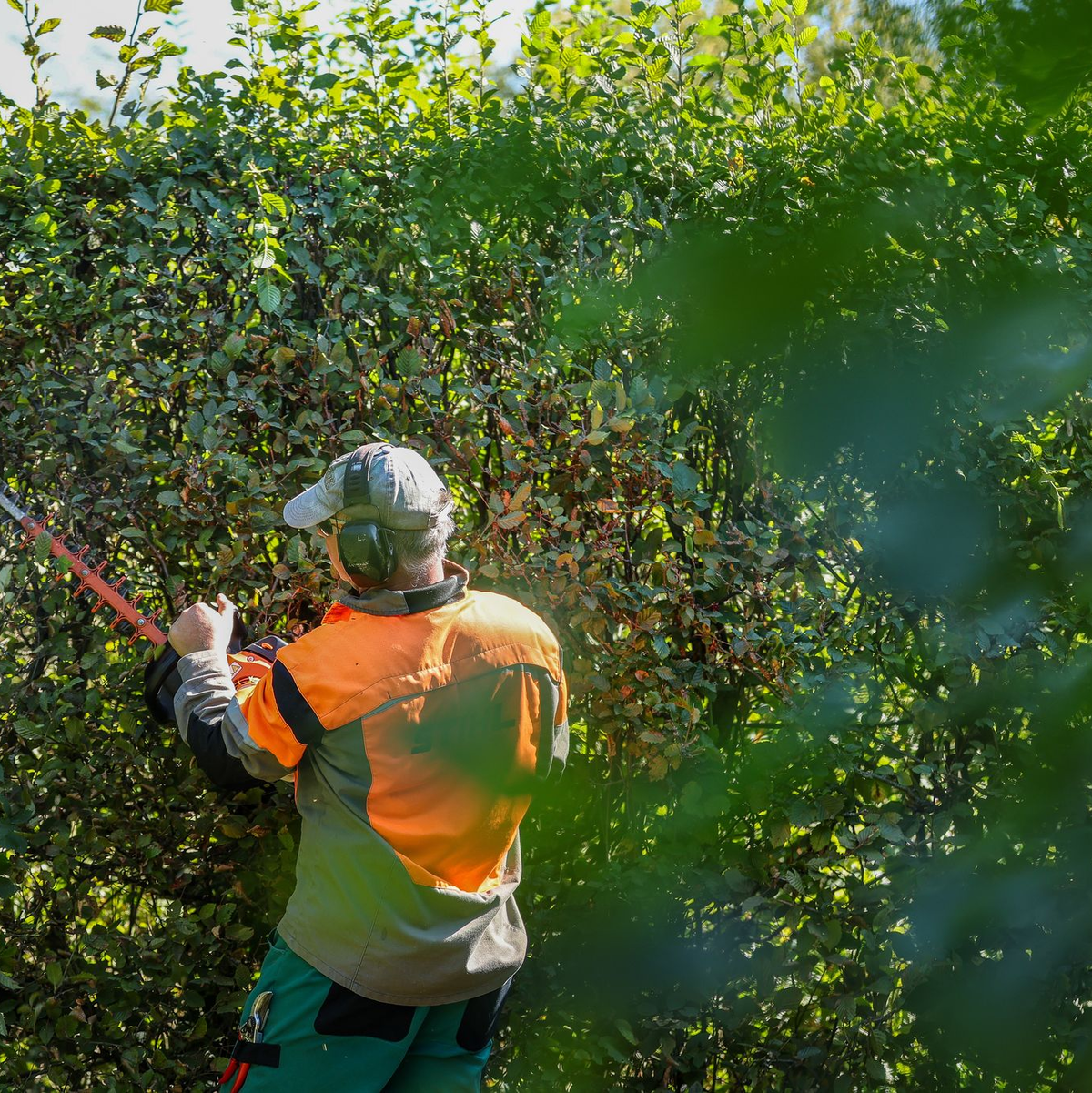 Ab Oktober sind wieder radikale Schnitte bei Hecken erlaubt (Symbolbild) - Foto: Jan Woitas/dpa
