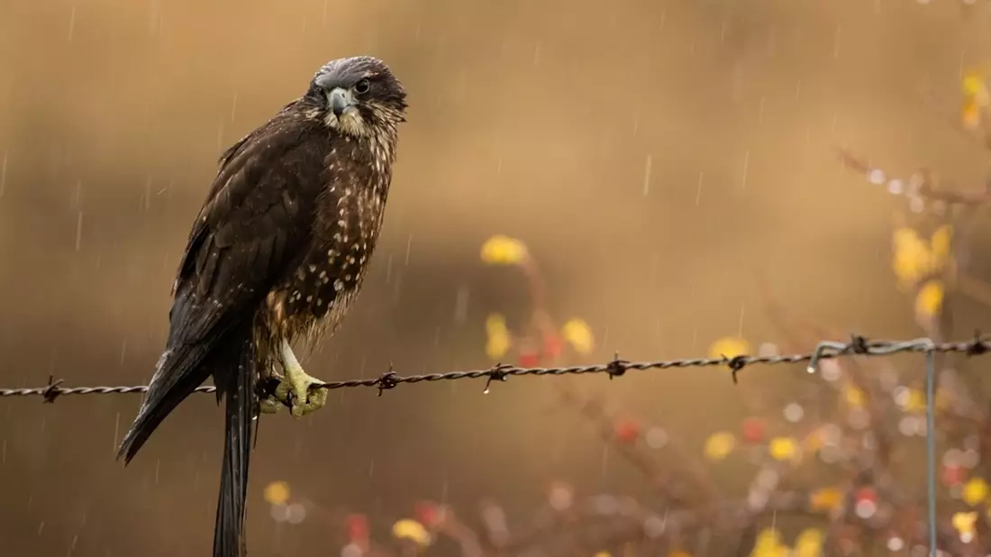 Neuseelandfalken jagen mit einer Geschwindigkeit von bis zu 200 Stundenkilometern. - Bild: Craig McKenzie/Forest and Bird/dpa