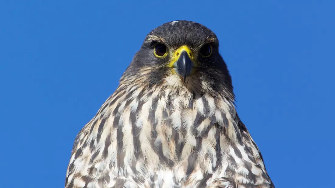 Der Karearea ist Neuseelands einziger Falke. - Bild: Luc Hoogenstein/Forest and Bird/dpa
