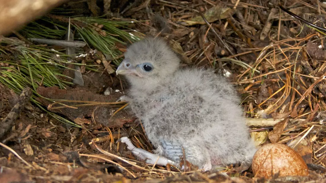 Als Küken sind Neuseelandfalken noch flaumig und hell.  - Bild: Steve Attwood/Forest and Bird/dpa