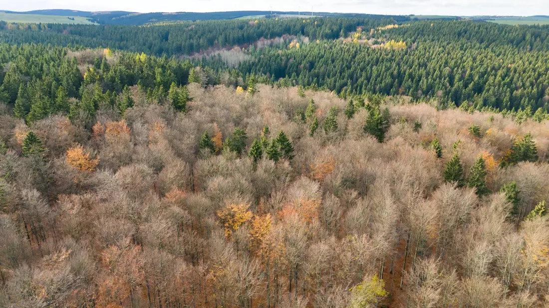 Der deutsche Wald ist zu einer Treibhausgas-Quelle geworden. Das will Bundesumweltminister Carsten Schneider ändern.  - Bild: Sebastian Kahnert/dpa