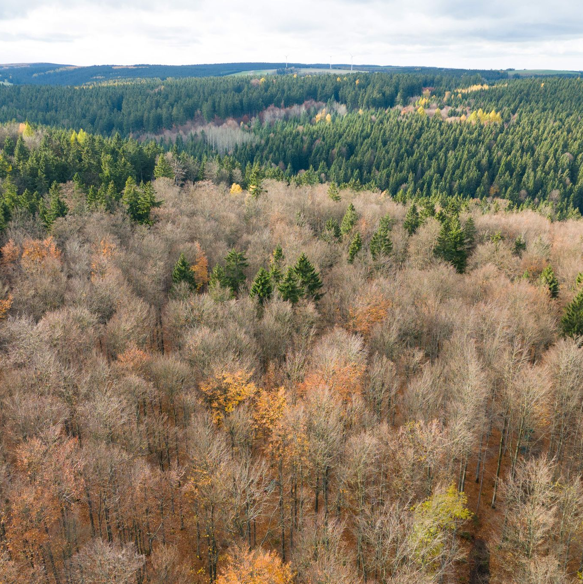 Der deutsche Wald ist zu einer Treibhausgas-Quelle geworden. Das will Bundesumweltminister Carsten Schneider ändern.  - Foto: Sebastian Kahnert/dpa