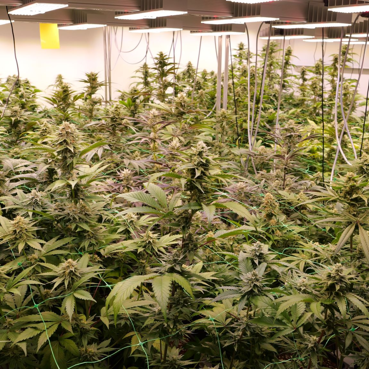 Der Marktanteil von Anbauvereinigungen ist laut Bericht bisher sehr gering. (Archivfoto). - Foto: Jörn Hüneke/dpa