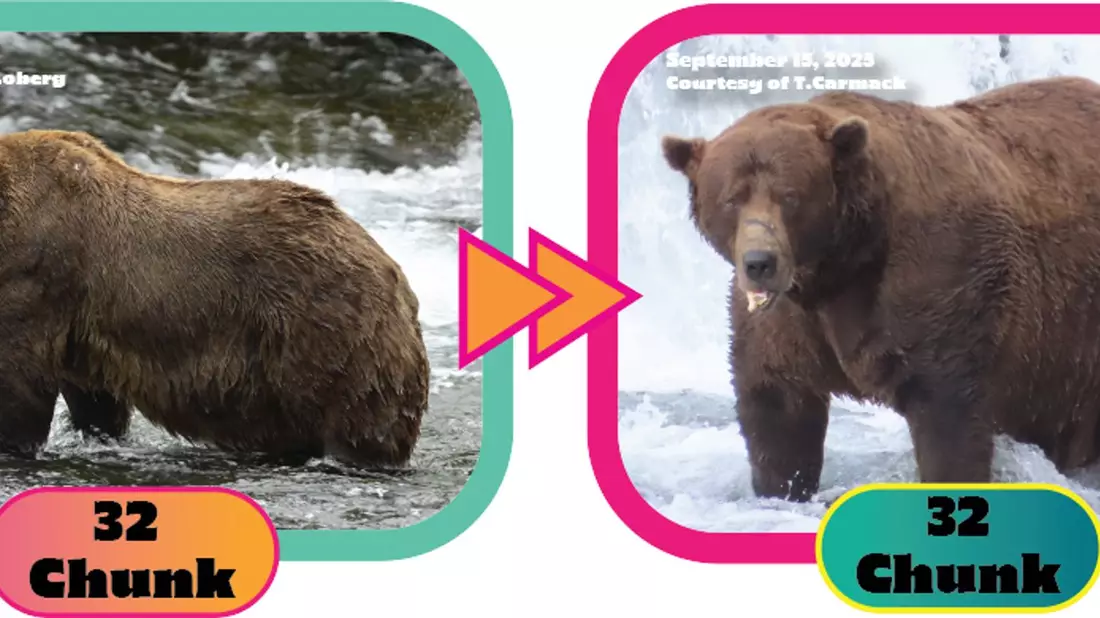 Die Gewichtszunahme über den Sommer hinweg ist dem Lachsfresser deutlich anzusehen. (Handout) - Bild: C. Loberg/T. Carmack/Katmai-Nationalpark/dpa