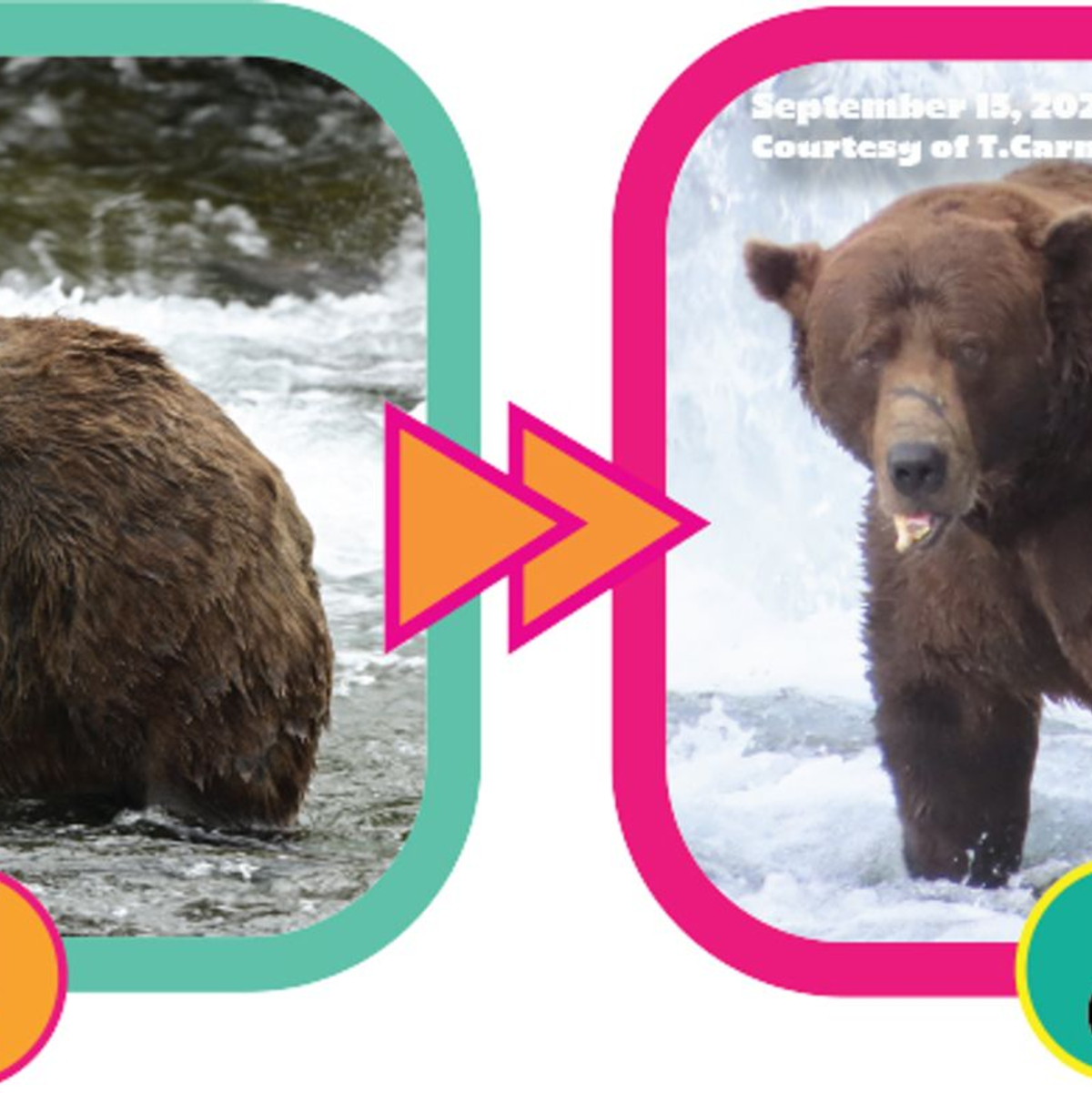 Die Gewichtszunahme über den Sommer hinweg ist dem Lachsfresser deutlich anzusehen. (Handout) - Foto: C. Loberg/T. Carmack/Katmai-Nationalpark/dpa