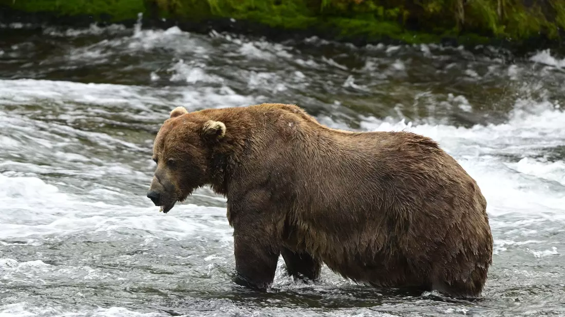Braunbär 32 «Chunk» ist im Juli noch deutlich schlanker. (Handout)  - Bild: Loberg/Katmai Nationalpark/dpa