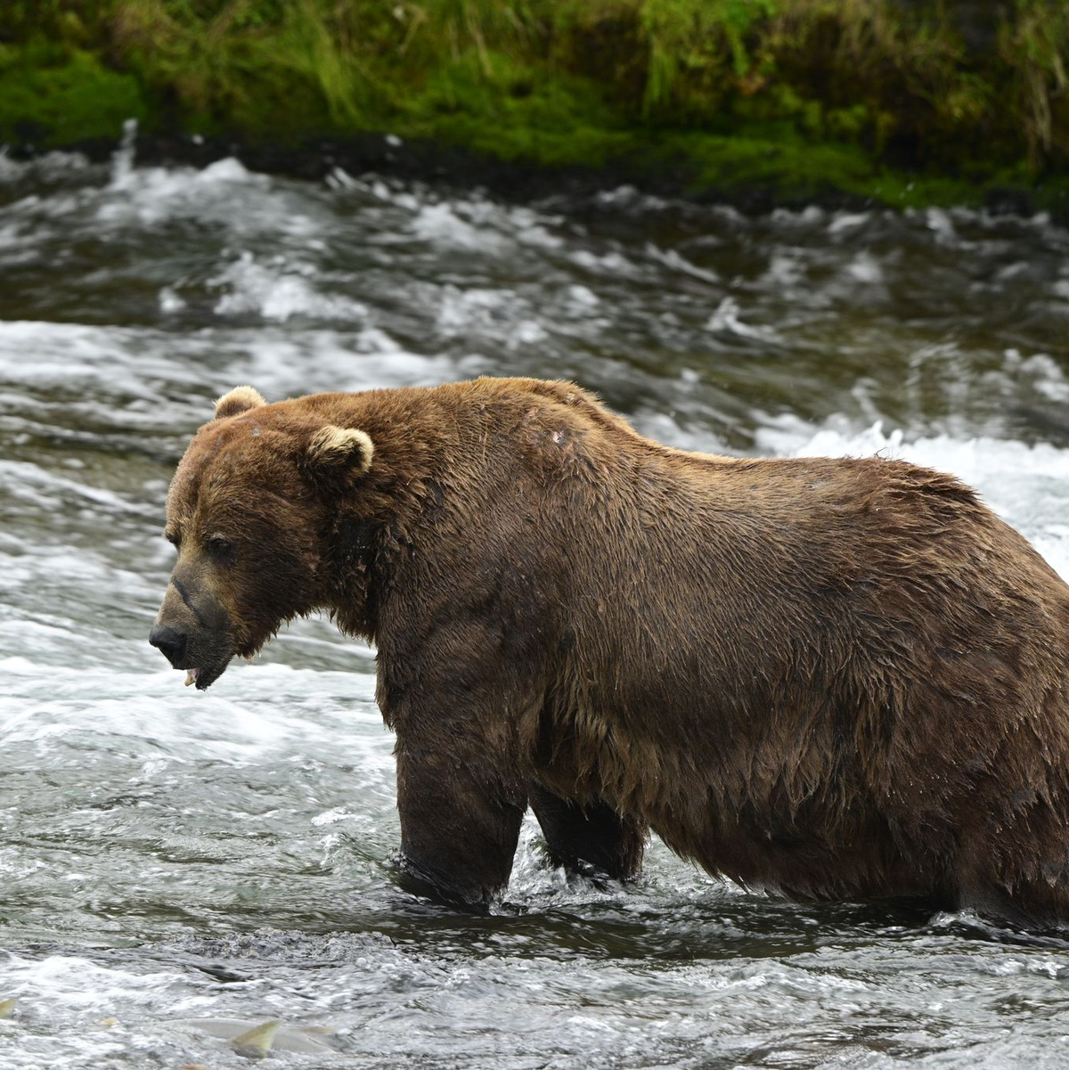 Braunbär 32 «Chunk» ist im Juli noch deutlich schlanker. (Handout)  - Foto: Loberg/Katmai Nationalpark/dpa