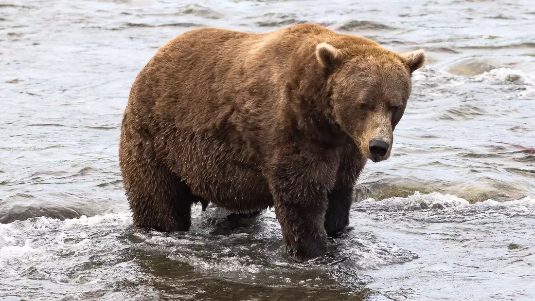 Braunbär Nr. 856 muss sich in der Endrunde mit dem zweiten Platz begnügen. (Handout)  - Bild: A. Monaco/Katmai Nationalpark/dpa