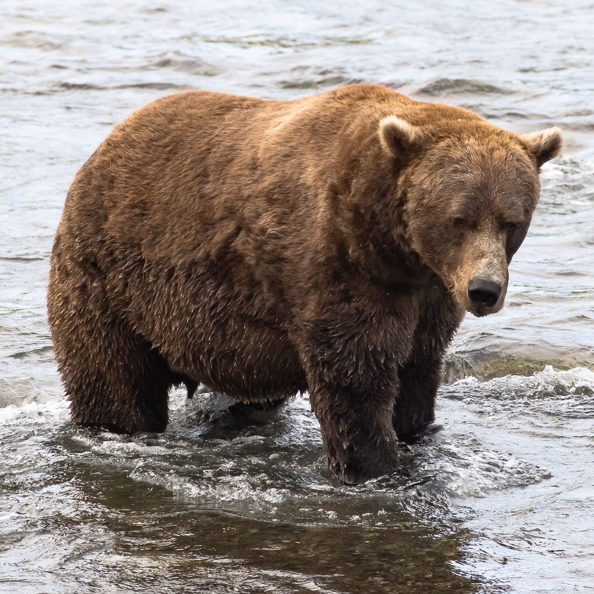 Braunbär Nr. 856 muss sich in der Endrunde mit dem zweiten Platz begnügen. (Handout)  - Foto: A. Monaco/Katmai Nationalpark/dpa