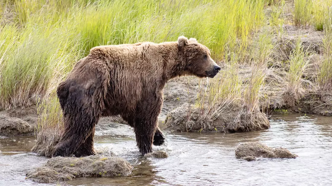 Nach der Winterruhe sind die Braunbären abgemagert. (Handout)  - Bild: A. Monaco/Katmai Nationalpark/dpa