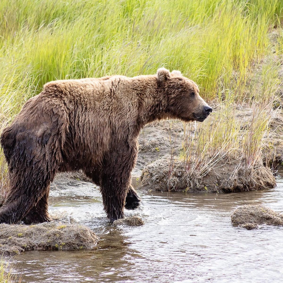 Nach der Winterruhe sind die Braunbären abgemagert. (Handout)  - Foto: A. Monaco/Katmai Nationalpark/dpa