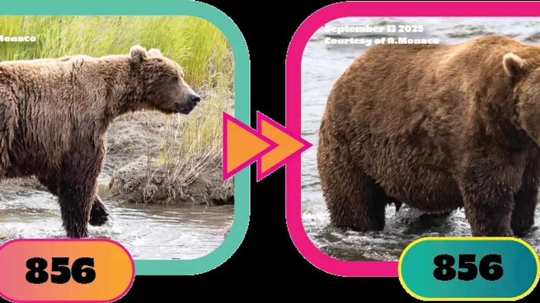Auch Braunbär Nr. 856 hat ordentlich zugelegt. - Bild: A. Monaco/Katmai Nationalpark/dpa