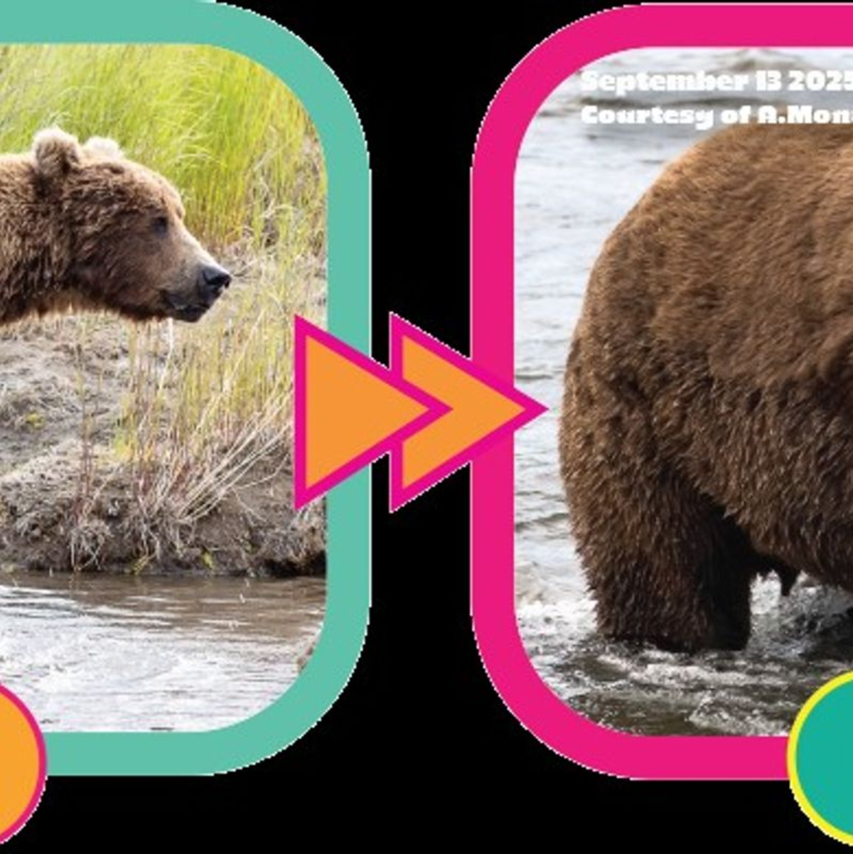 Auch Braunbär Nr. 856 hat ordentlich zugelegt. - Foto: A. Monaco/Katmai Nationalpark/dpa