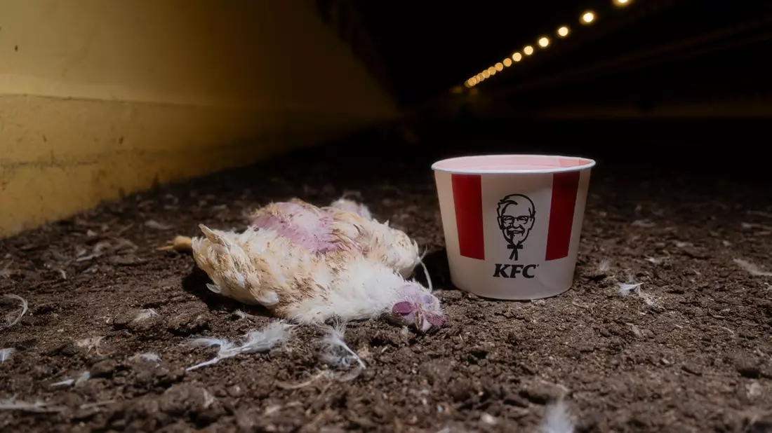 ANINOVA enthüllt: Millionen Hühner leiden für KFC in Brandenburg - aktuelle Bilder belegen Tierquälerei - Bild: presseportal.de