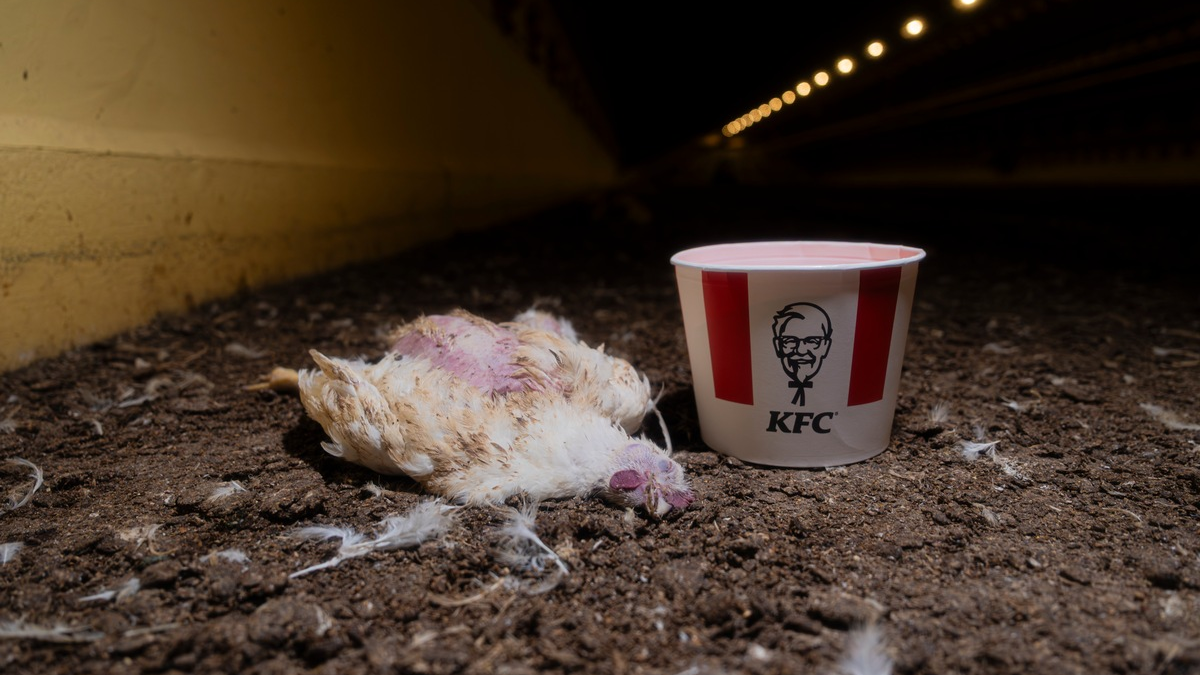 ANINOVA enthüllt: Millionen Hühner leiden für KFC in Brandenburg - aktuelle Bilder belegen Tierquälerei - Foto: presseportal.de