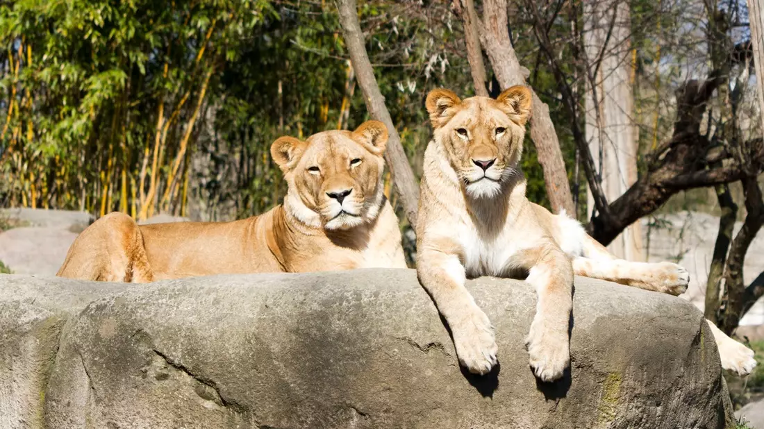 Deutschlands größtes Zoo-Ranking 2025: Vogelpark Marlow, Naturschutz-Tierpark Görlitz und Vogelburg Weilrod vorn - Bild: presseportal.de