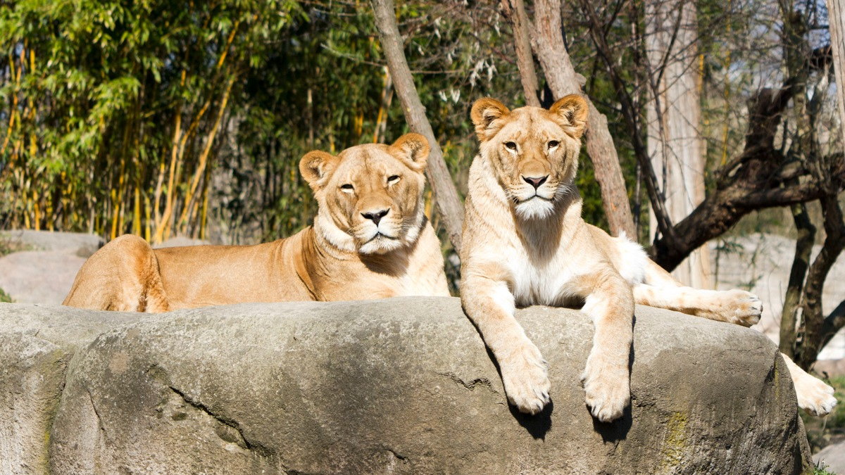 Deutschlands größtes Zoo-Ranking 2025: Vogelpark Marlow, Naturschutz-Tierpark Görlitz und Vogelburg Weilrod vorn - Foto: presseportal.de