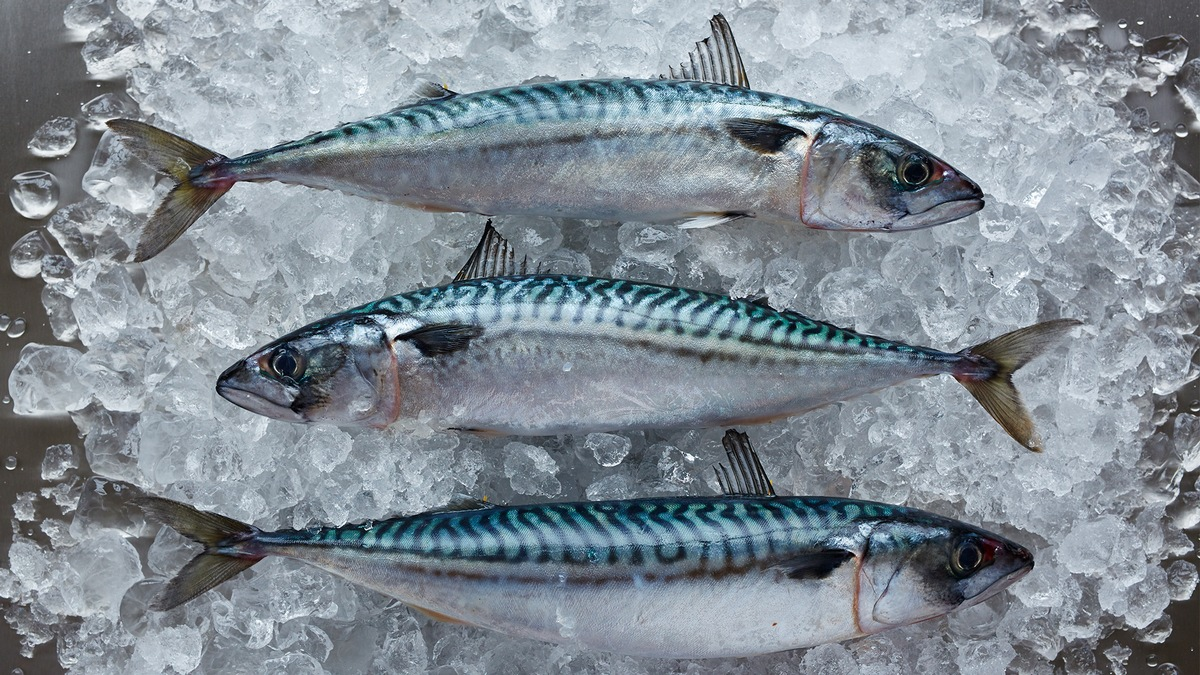 Makrele in Seenot / Neue wissenschaftliche Empfehlung fordert Fangmengenkürzung um 77 % - Foto: presseportal.de