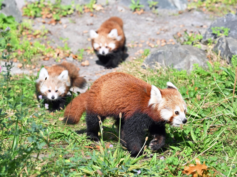 Die Katzenbären sind auch als «Bambusesser», «Feuerfüchse» oder «glänzende Katzen» bekannt. - Foto: Shireen Broszies/dpa