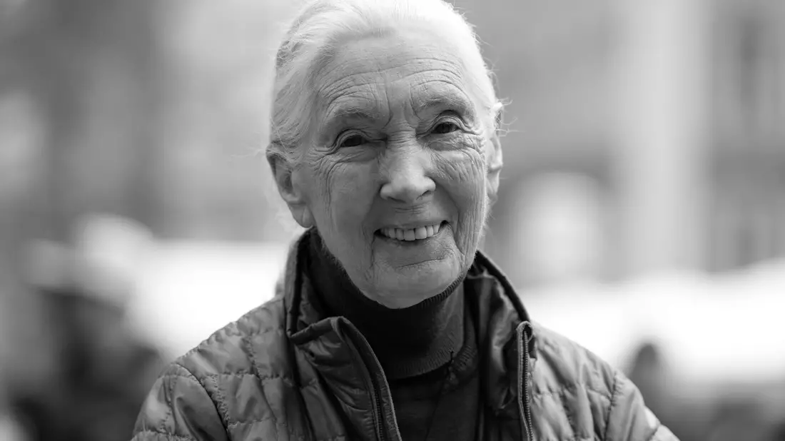 Die britische Schimpansen-Forscherin und Umwelt-Aktivistin Jane Goodall ist tot. - Bild: Sven Hoppe/dpa