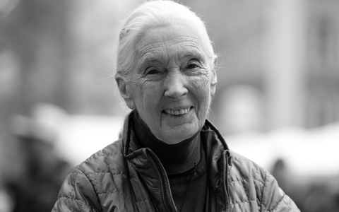 Die britische Schimpansen-Forscherin und Umwelt-Aktivistin Jane Goodall ist tot. - Foto: Sven Hoppe/dpa
