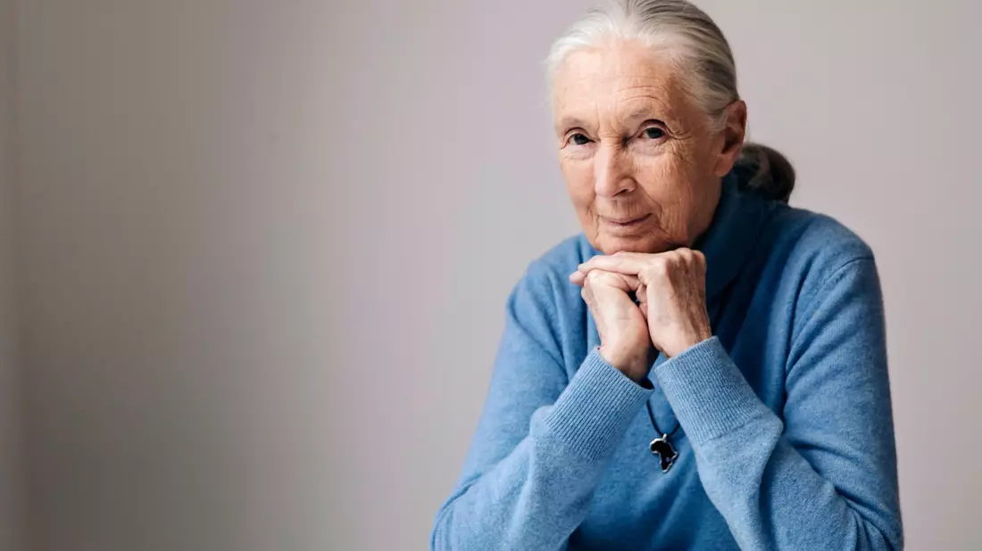 Die berühmte Schimpansenforscherin Jane Goodall ist im Alter von 91 Jahren gestorben. (Archivbild) - Bild: Victoria Will/Invision/AP/dpa