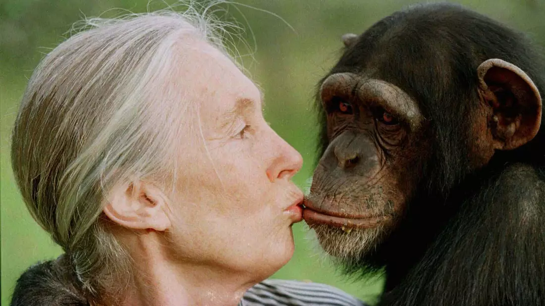 Goodall revolutionierte die Erforschung von Primaten. (Archivbild) - Bild: JEAN-MARC BOUJU/AP/dpa