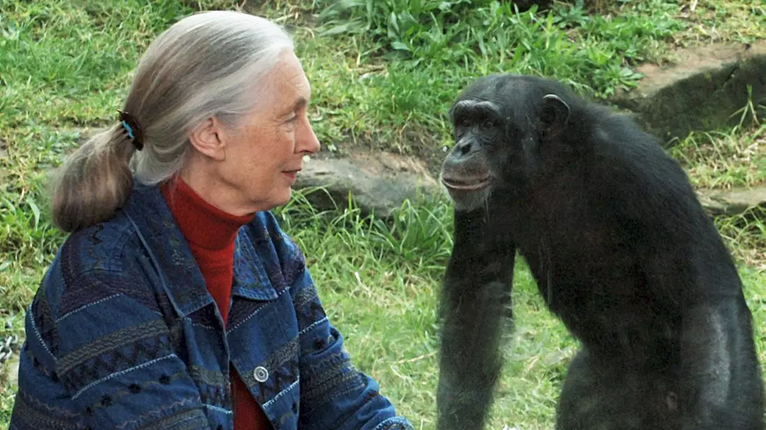 Die britische Ethnologin Jane Goodall traf sich mit Schimpansen im Taronga Zoo. (Archivbild) - Bild: Dean Lewis/AAP/dpa