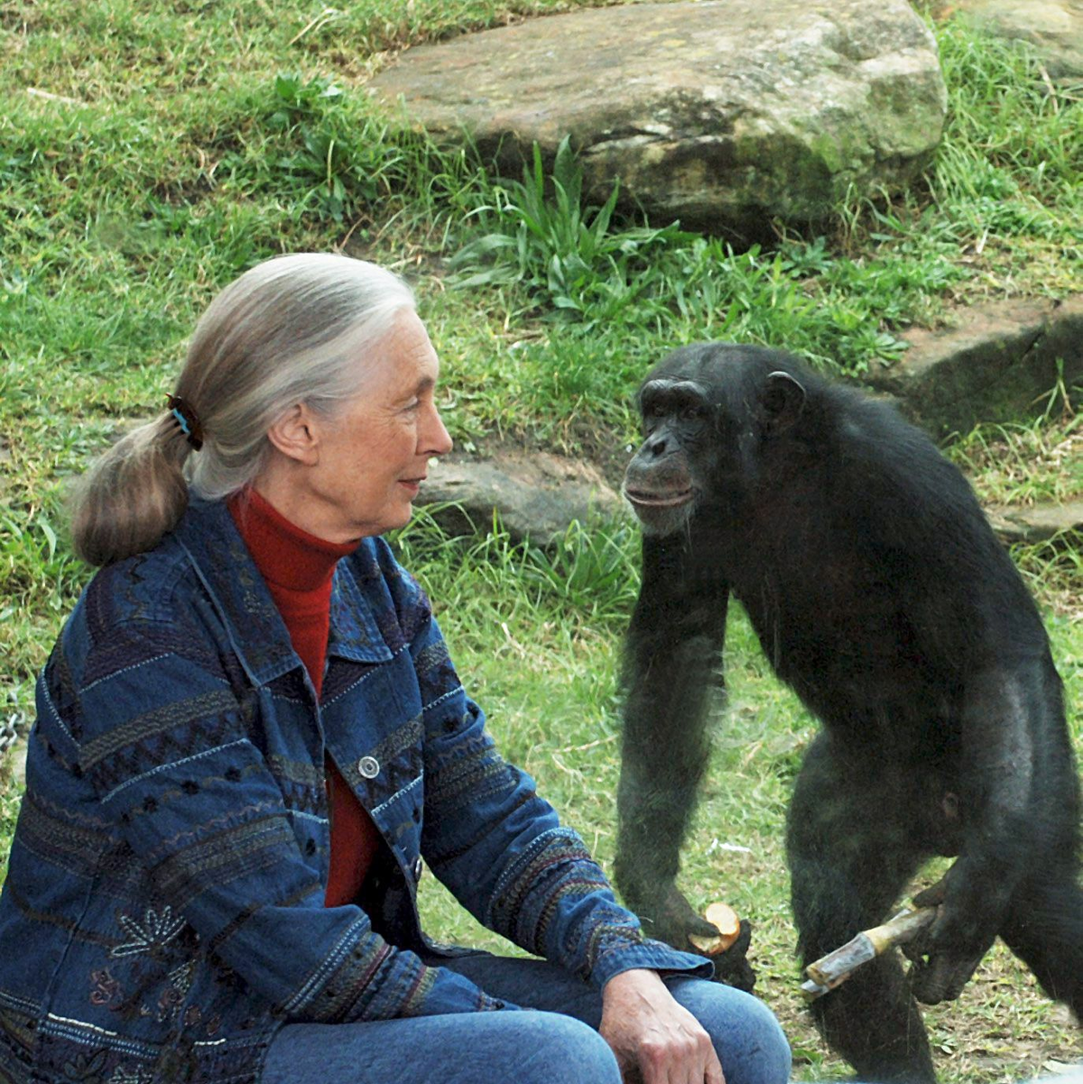 Die britische Ethnologin Jane Goodall traf sich mit Schimpansen im Taronga Zoo. (Archivbild) - Foto: Dean Lewis/AAP/dpa