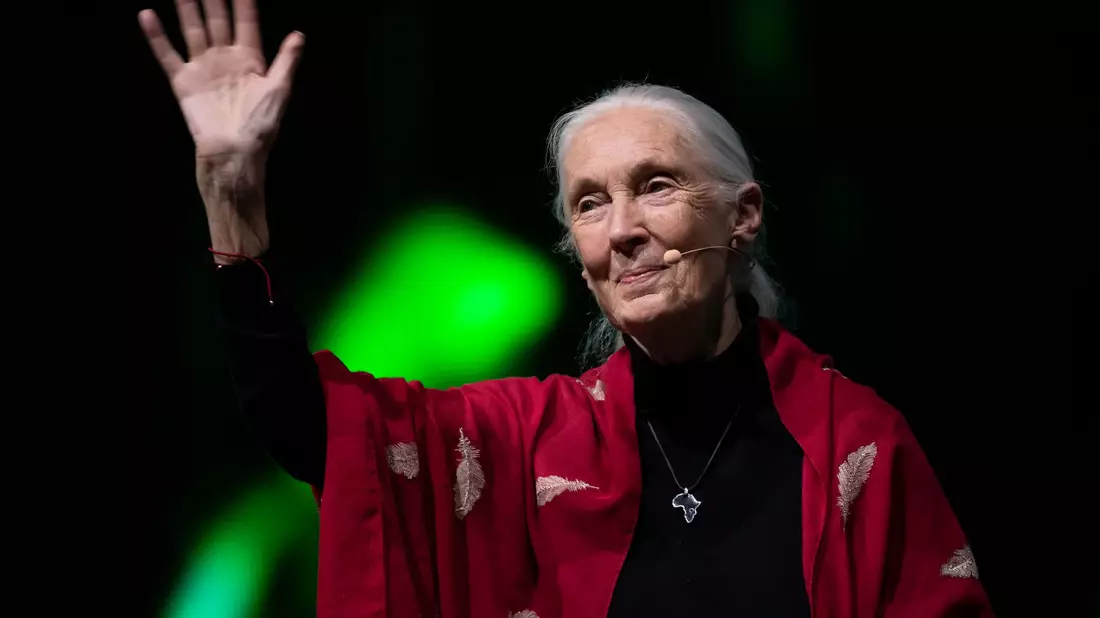 Der Tod der berühmten Schimpansenforscherin Jane Goodall hat weltweit Trauer ausgelöst. (Archivbild) - Bild: Sven Hoppe/dpa