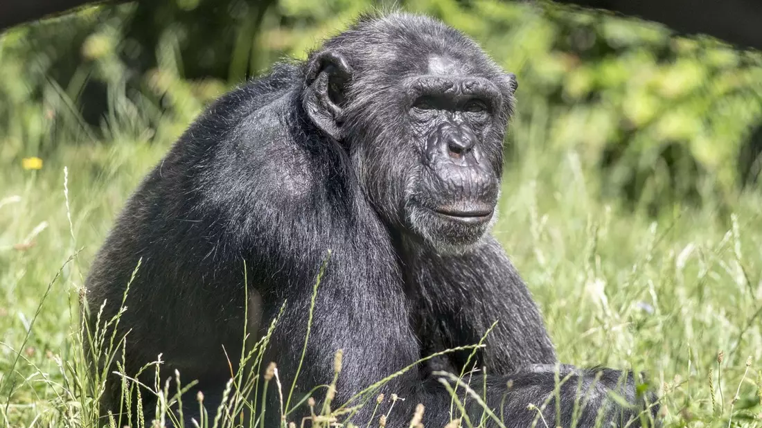 Zoologische Gärten trauern um Jane Goodall / Pionierin der Primatenforschung, Tier- und Umweltschützerin und Unterstützerin wissenschaftlich geführter Zoos - Bild: presseportal.de