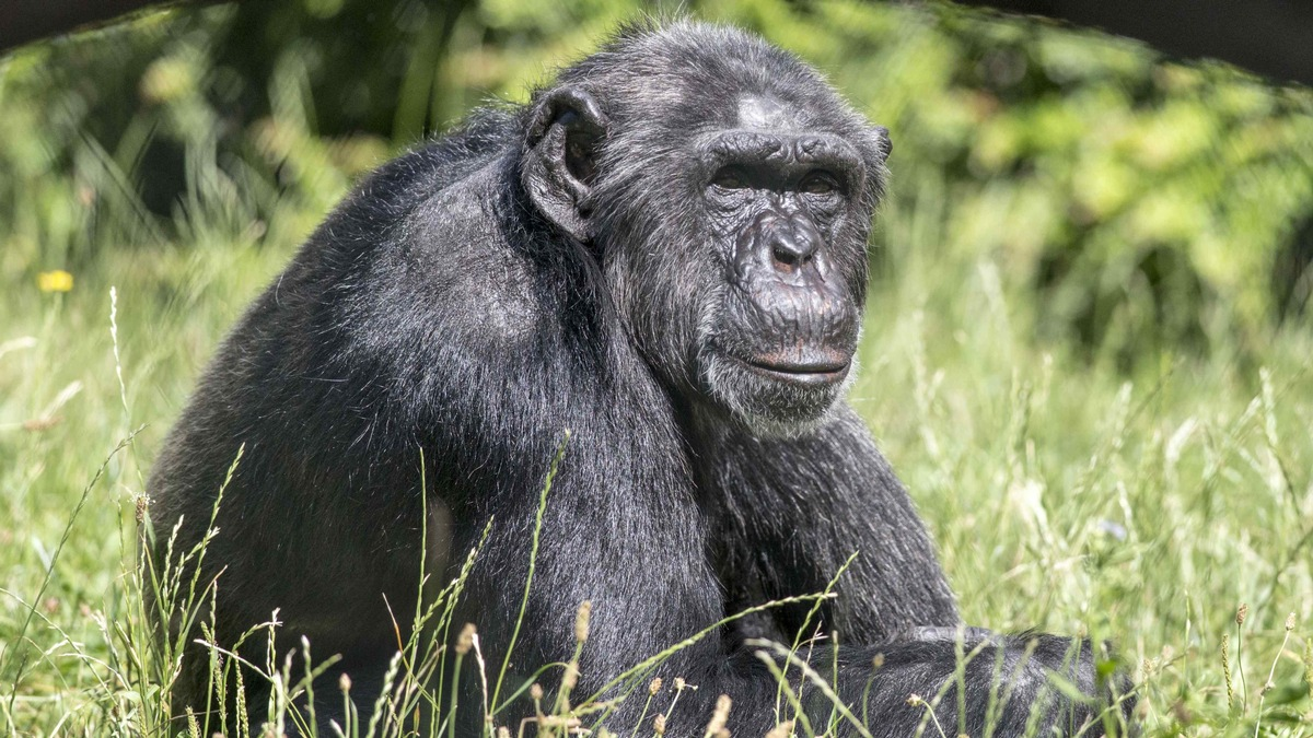 Zoologische Gärten trauern um Jane Goodall / Pionierin der Primatenforschung, Tier- und Umweltschützerin und Unterstützerin wissenschaftlich geführter Zoos - Foto: presseportal.de