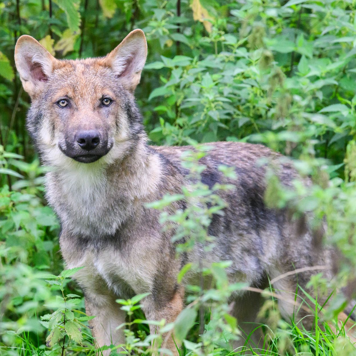 Wölfe meiden Menschen. (Symbolbild) - Foto: Julian Stratenschulte/dpa