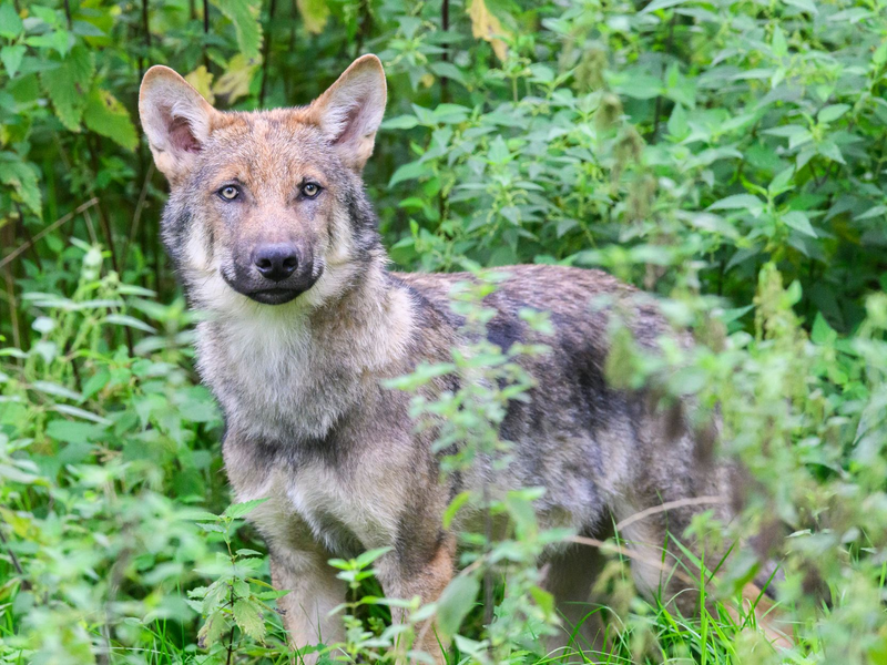 Wölfe meiden Menschen. (Symbolbild) - Foto: Julian Stratenschulte/dpa