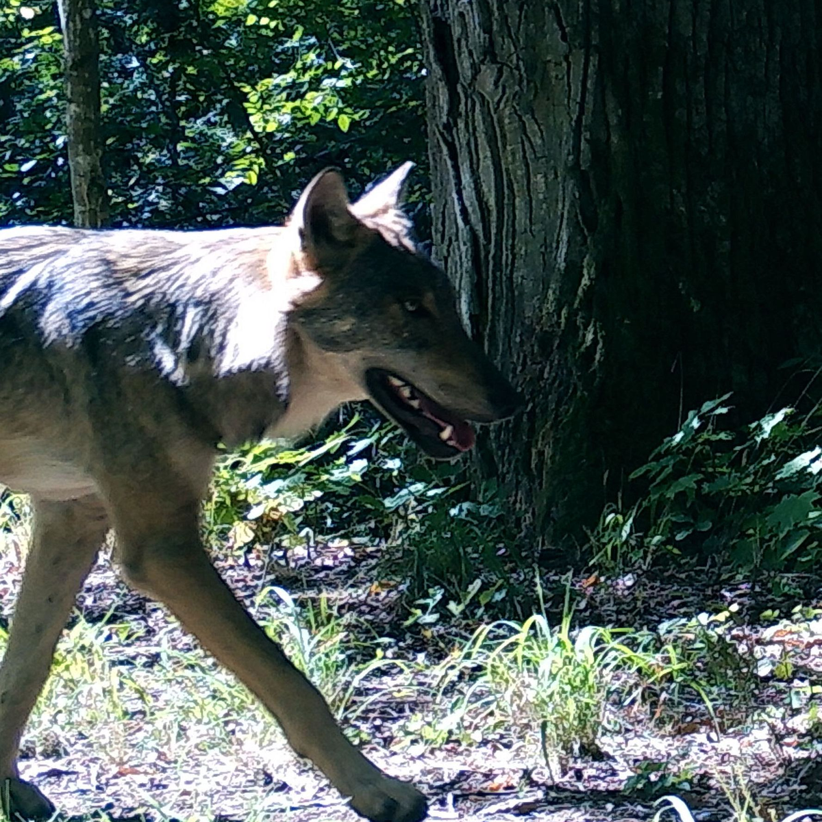 Wölfe behalten ihre Furcht vor Menschen auch dort, wo sie unter Schutz stehen. - Foto: Dries Kuijper/University of Western Ontario/dpa