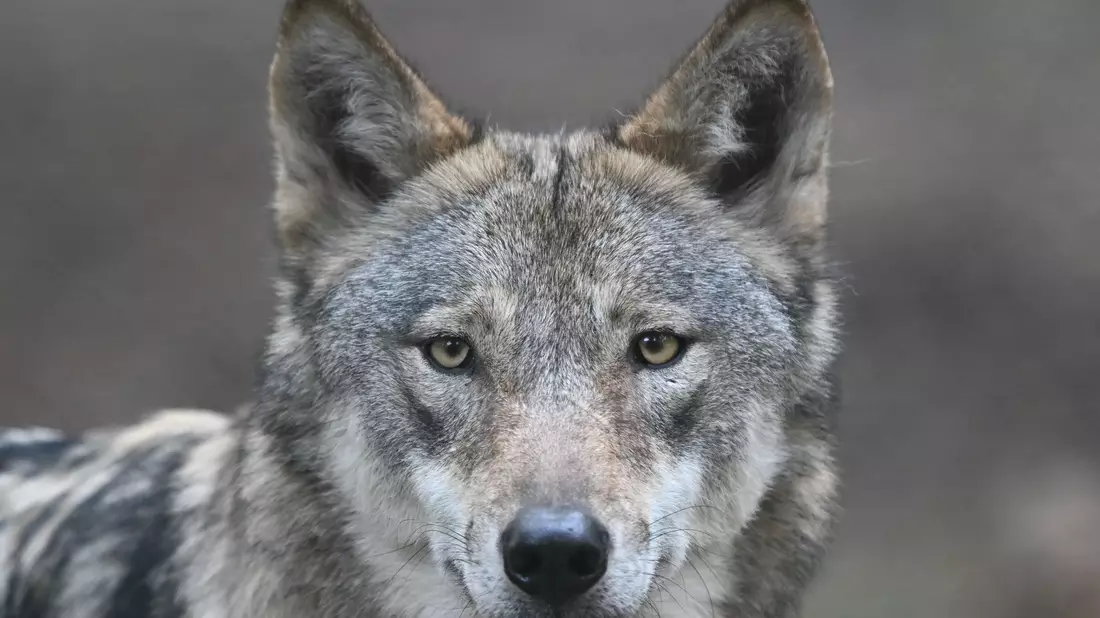 Die Wölfe flohen beim Klang menschlicher Stimmen mehr als doppelt so häufig und verließen den Ort rund doppelt so schnell wie bei harmlosen Naturgeräuschen. (Archivbild) - Bild: Arne Dedert/dpa