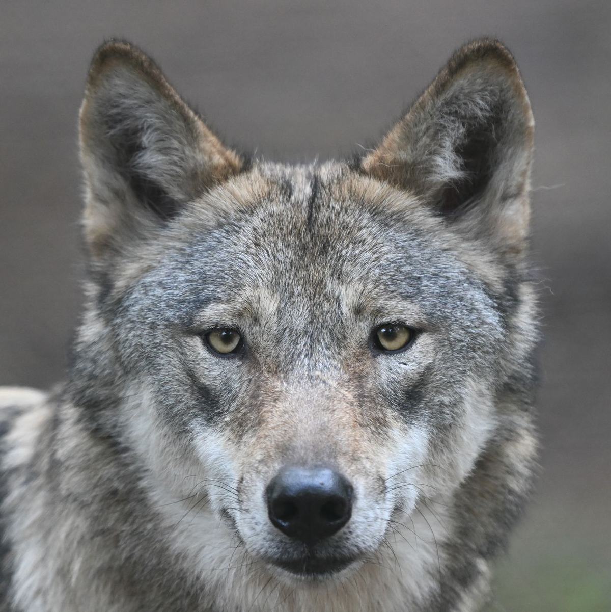 Die Wölfe flohen beim Klang menschlicher Stimmen mehr als doppelt so häufig und verließen den Ort rund doppelt so schnell wie bei harmlosen Naturgeräuschen. (Archivbild) - Foto: Arne Dedert/dpa