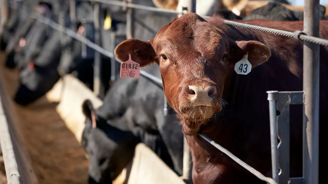 Die weltweite Nahrungsmittelproduktion verursacht dem Bericht zufolge rund 30 Prozent der globalen Treibhausgasemissionen. (Archivbild) - Bild: Nati Harnik/AP/dpa