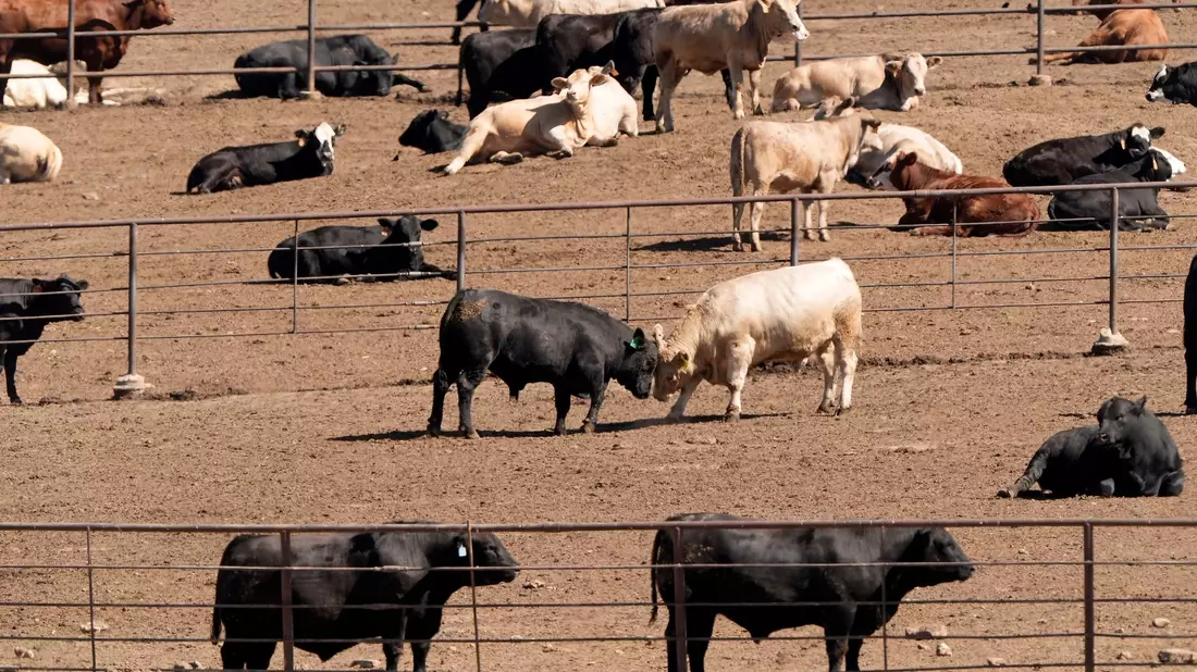Selbst bei einer globalen Energiewende weg von fossilen Brennstoffen würden allein die Ernährungssysteme dazu führen, dass die Erderwärmung nicht auf 1,5 Grad begrenzt werden kann, heißt es im Bericht. (Archivbild) - Bild: Charlie Riedel/AP/dpa