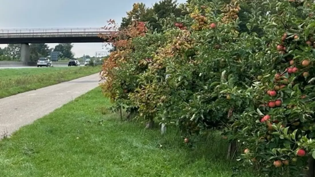 POL-PDLD: Obstdiebstahl - Bild: presseportal.de