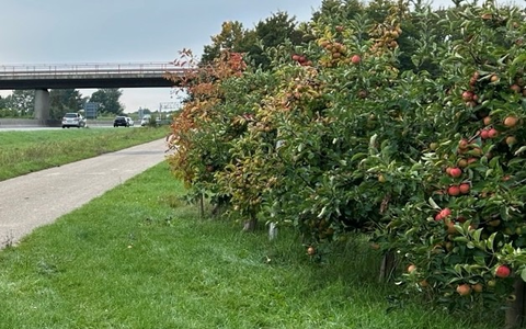 POL-PDLD: Obstdiebstahl - Foto: presseportal.de