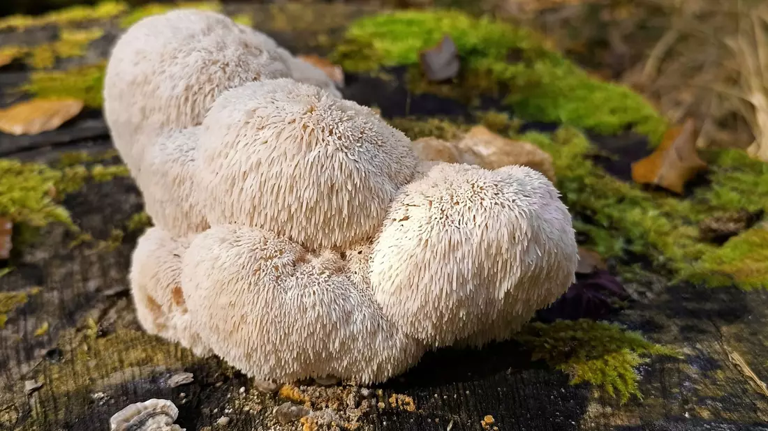 Der Igelstachelbart wird auch Yamabushitake, Löwenmähne, Pom-Pom blanc oder Affenkopfpilz genannt. - Bild: Detlef Schoenfeld/DGfM/dpa