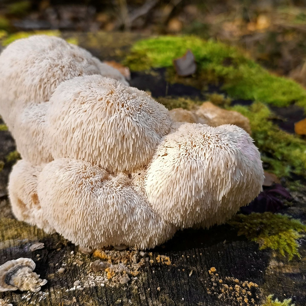 Der Igelstachelbart wird auch Yamabushitake, Löwenmähne, Pom-Pom blanc oder Affenkopfpilz genannt. - Foto: Detlef Schoenfeld/DGfM/dpa