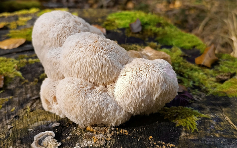 Der Igelstachelbart wird auch Yamabushitake, Löwenmähne, Pom-Pom blanc oder Affenkopfpilz genannt. - Foto: Detlef Schoenfeld/DGfM/dpa