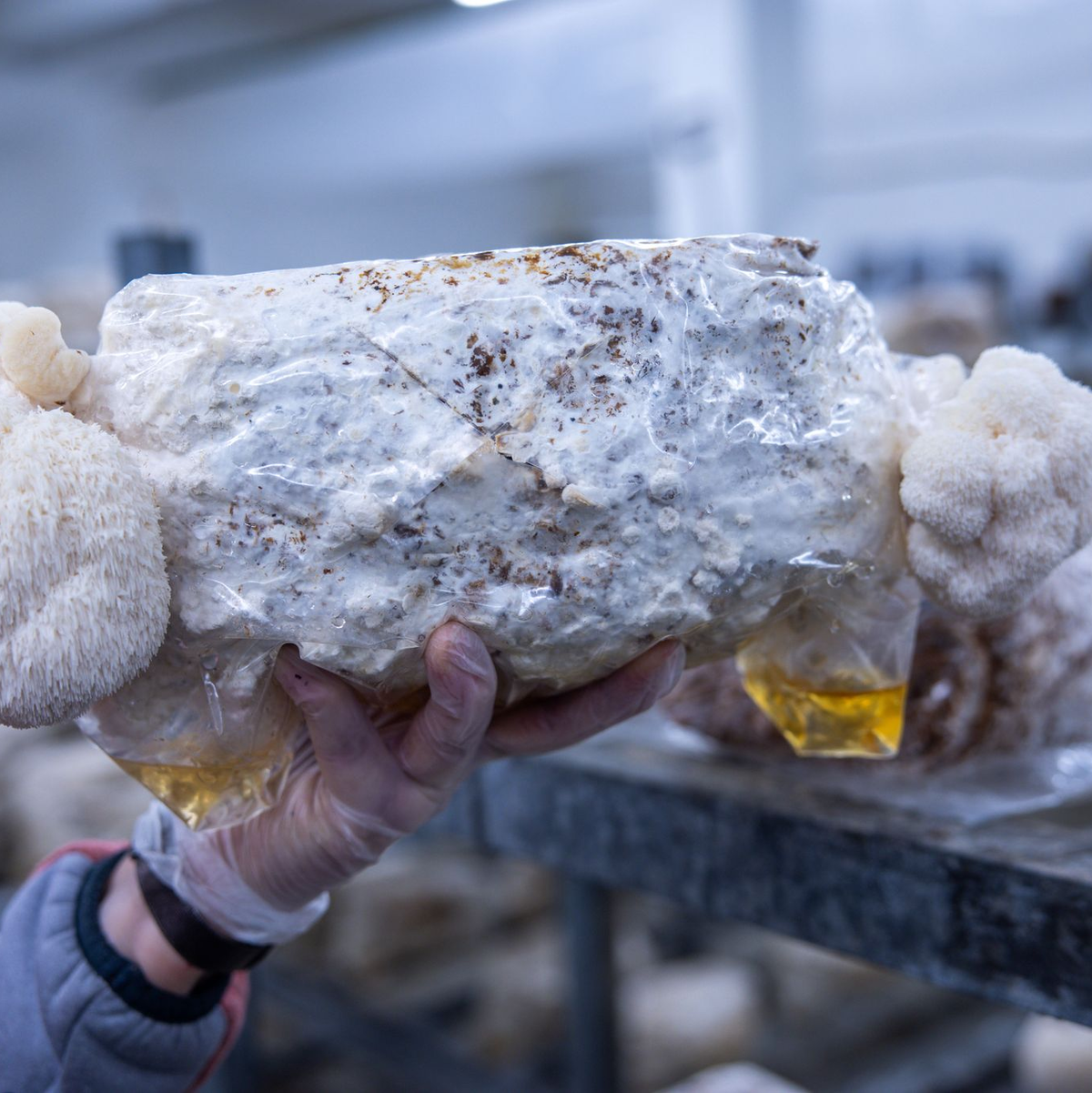 Als Kultur- und Heilpilz gewinne der Pilz zunehmend an Bedeutung und Bekanntheit, hieß es. - Foto: Jens Büttner/dpa