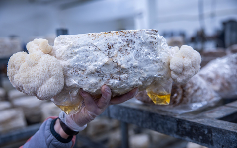 Als Kultur- und Heilpilz gewinne der Pilz zunehmend an Bedeutung und Bekanntheit, hieß es. - Foto: Jens Büttner/dpa