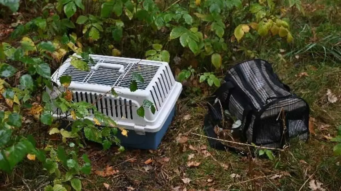 POL-HK: Soltau: Ausgesetzte Hauskatzen, Sattelauflieger aufgebrochen; Schwarmstedt: Audi entwendet; Walsrode: Auf der Felge gefahren; Munster: Einbruch in Garage; Bad Fallingbostel: Lkw brennt, pp. - Bild: presseportal.de