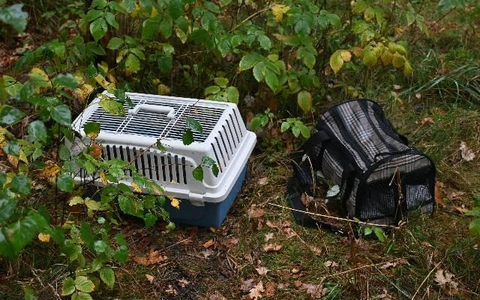 POL-HK: Soltau: Ausgesetzte Hauskatzen, Sattelauflieger aufgebrochen; Schwarmstedt: Audi entwendet; Walsrode: Auf der Felge gefahren; Munster: Einbruch in Garage; Bad Fallingbostel: Lkw brennt, pp. - Foto: presseportal.de