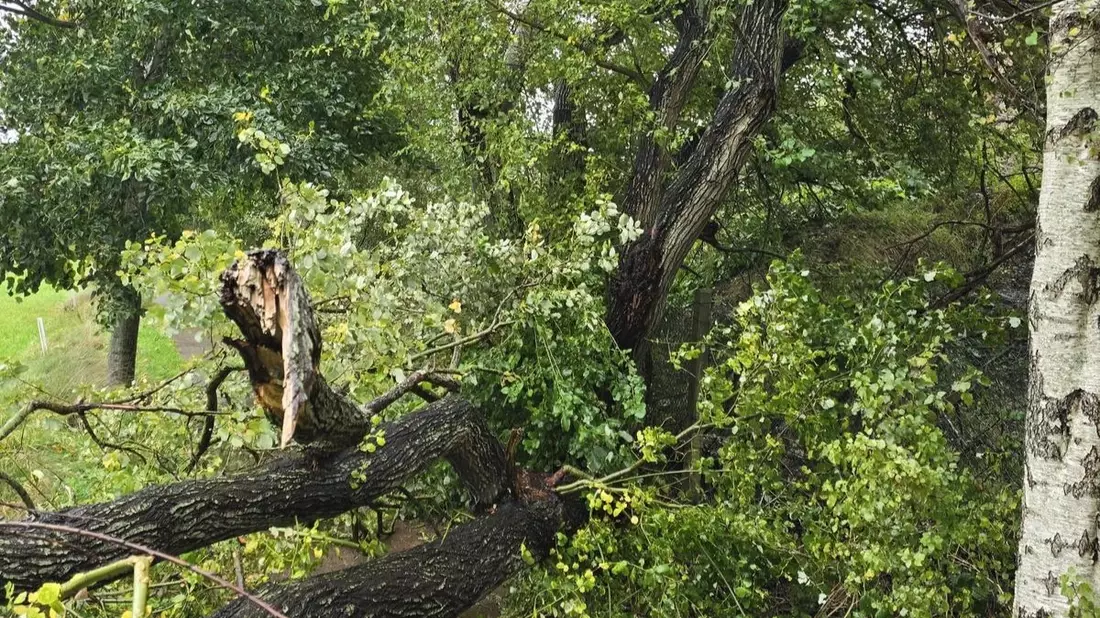FW-AUR: Gefahrenstelle durch beschädigten Baum - Bild: presseportal.de